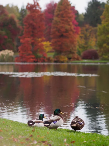 Kachny Spící Břehu Jezera Sheffield Park Gardens — Stock fotografie