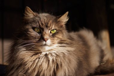 Daisy, the feral yard cat, waiting for her due attention.