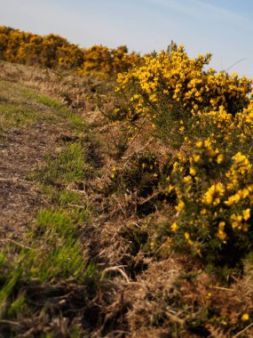 Gorse tam çiçek