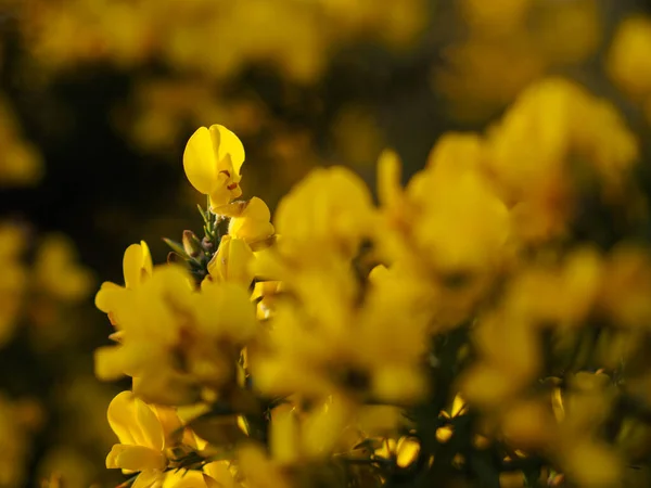 Ακανθώδεις Θάμνους Πλήρη Λουλούδι — Φωτογραφία Αρχείου
