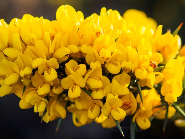 完全な花のハリエニシダ — ストック写真