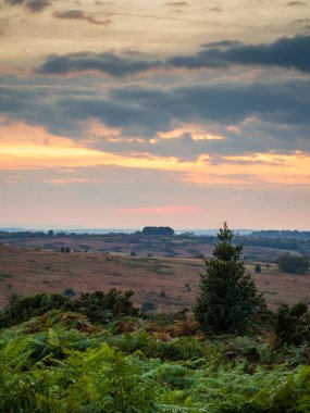 Ashdown Ormanı 'nda gün batımı
