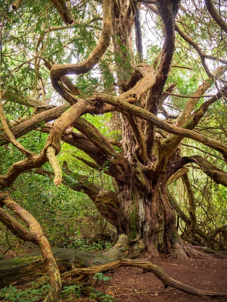 Yew Tree Кінглі Вейл — стокове фото
