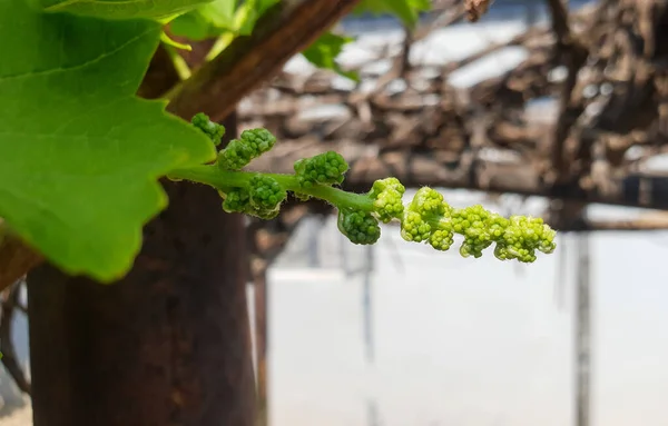 Close Green Growing Baby Grapes Hanging Branch Grape Tree Sunny — Stock Photo, Image