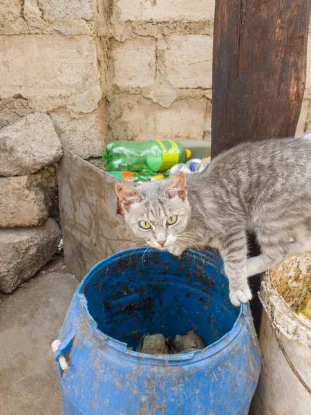 Dekat Abu Abu Dan Putih Tunawisma Kucing Akan Menyeluruh Kotor — Stok Foto