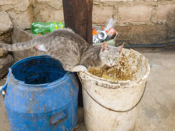 Dekat Abu Abu Dan Putih Tunawisma Kucing Akan Menyeluruh Kotor — Stok Foto