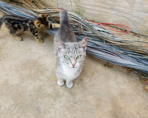 Kecil Lucu Abu Abu Dan Kucing Putih Anehnya Berkeliaran Dan — Stok Foto