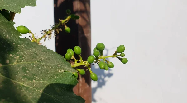Großaufnahme Grüner Wachsender Babytrauben Die Einem Sonnigen Frühlingstag Einem Zweig — Stockfoto