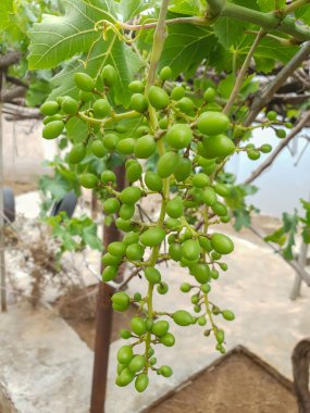 Olgunlaşmamış taze ev yapımı yeşil üzümler, hala büyüyor ve olgunlaşıyor, güneşli bir günde dışarıdaki dallardan sarkan. Güney Afrika 'da üzüm yetiştiriciliği.