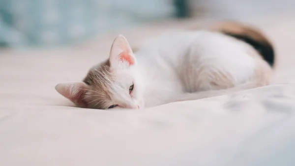Γατάκι Που Κοιμάται Στο Κρεβάτι — Φωτογραφία Αρχείου