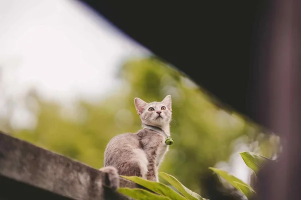Malá Šedá Thajská Kočka Sedí Zdi Něco Zírá — Stock fotografie