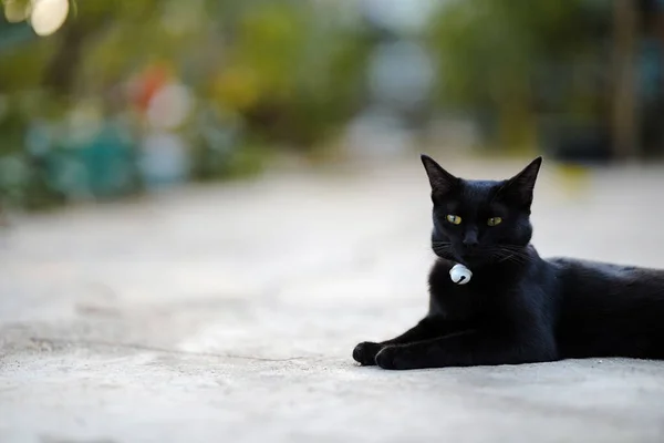 Gato Tailandés Negro Yace Cómodamente Suelo Hormigón — Foto de Stock