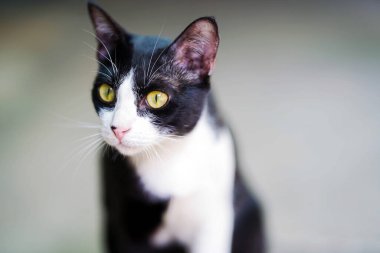 Yakın plan siyah beyaz Tayland kedisi bulanık arka plan.