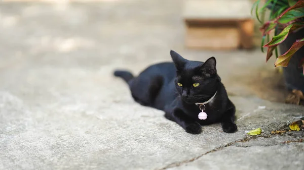Black cat showing bored face on concrete floor.