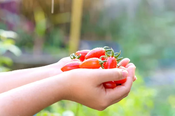 Cherry tomatoes in woman\'s hands with blurred natural green background.