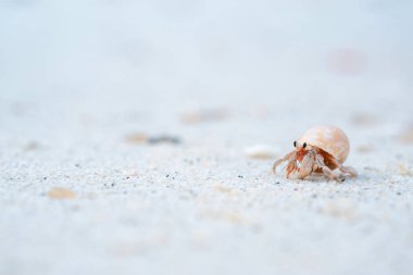 Kumsal arka planında sevimli parlak renkleri olan küçük keşiş yengeci. Boşluğu kopyala.