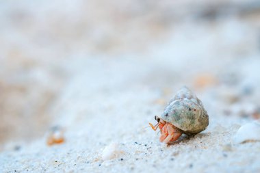 Kumsal arka planında sevimli parlak renkleri olan küçük keşiş yengeci. Boşluğu kopyala.