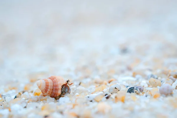 stock image Hermit crab on the beach of Thailand.