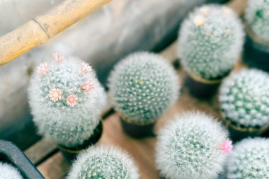 Tencerede güzel pembe bir kaktüs çiçeği.