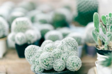 Serada yetişen kaktüs küçüktür..