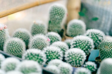 Bahçede yetişen yeşil kaktüs.