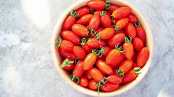 Tomato Solarino Variety Holland Fruit Small Similar Cherry Tomato Good — Stock Video