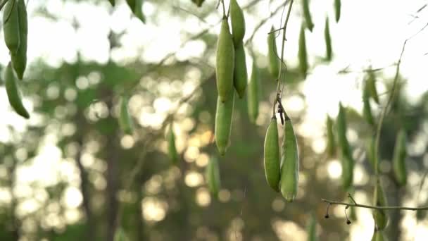 Vitt Silke Bomullsträd Eller Ceiba Träd Inuti Frukten Kommer Att — Stockvideo