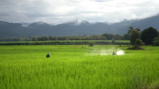 Maesot Thailand October 2021 Farmers Spray Chemicals Rice Fields Control — Stock Video