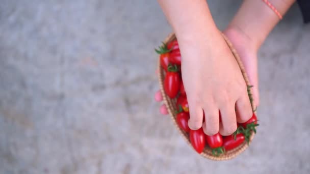 Ręczne Trzymanie Świeżych Czerwonych Pomidorów Wiśniowych Drewnianym Koszu — Wideo stockowe