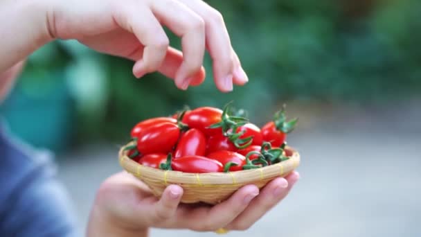 Tangan Memegang Segar Ceri Tomat Merah Keranjang Kayu — Stok Video