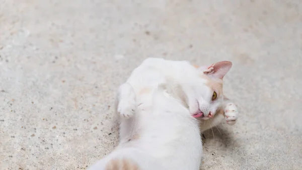 Eine Weiße Thai Katze Benutzt Ihre Zunge Ihr Fell Reinigen — Stockfoto