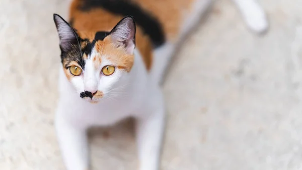 Pelo Corto Tailandés Tricolor Gato Acostado Suelo Mirando Cámara — Foto de Stock