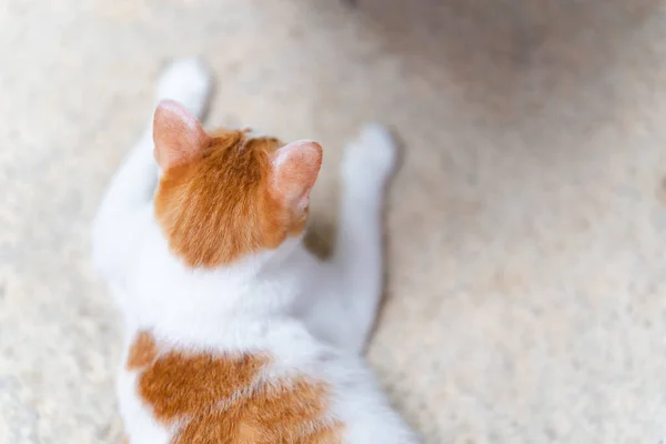 Indietro Pelo Arancione Bianco Gatto Tailandese Sdraiato Sul Pavimento Cemento — Foto Stock