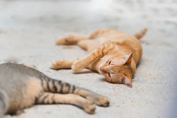Оранжевый Тайский Кот Удобно Лежит Полу — стоковое фото