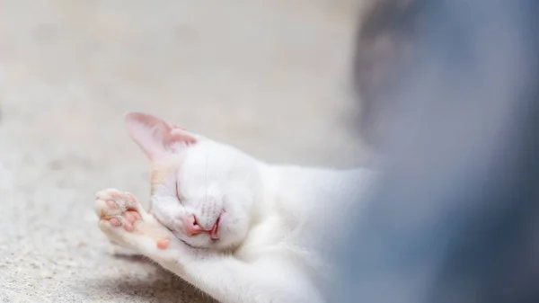Белая Кошка Чистит Себя Языком — стоковое фото
