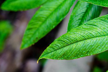 Ormandaki yeşil yaprağın üzerindeki su damlacıkları.