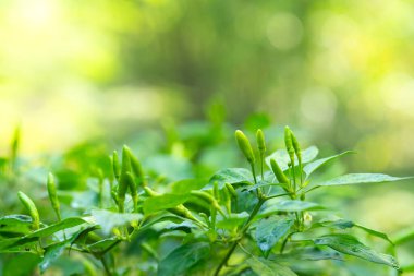 Olgunlaşmamış kırmızı biber, olgunlaşınca kırmızıya döner ve çok baharatlı olur. Tayland yemeklerinde kullanılan bir malzemedir..