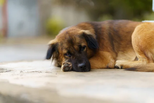 一只长毛 深褐色的狗舒服地躺在房子的水泥地板上 — 图库照片