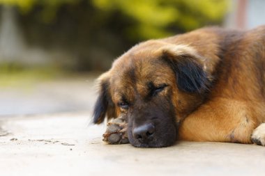 Uzun saçlı koyu kahverengi bir köpek. Gözleri iltihaplı. Evin etrafındaki beton zeminde yatıyor..