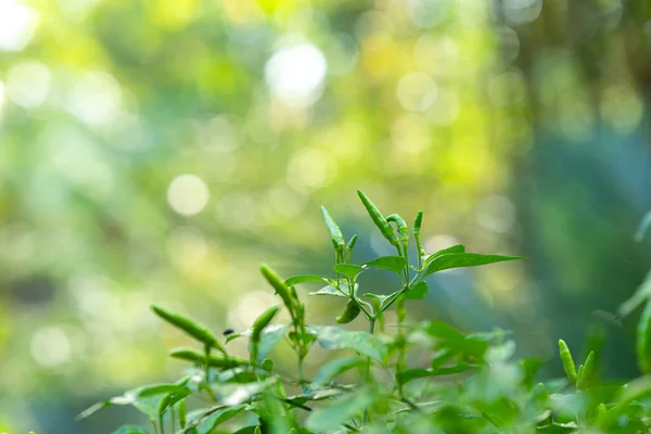 stock image Green Bird's Eye Chili in the vegetable garden.