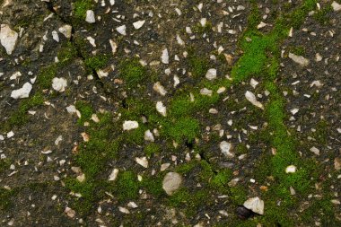 Beton zeminde yetişen küçük yosun doğal olarak yeşildir..