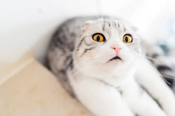 Scottish Fold Cat Looks Camera Big Goofy Eyes — Stock Photo, Image