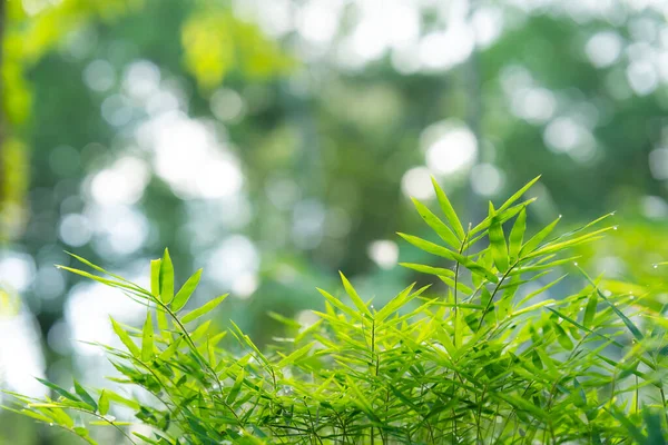 Jonge Toppen Van Bamboe Bomen Heldergroene Tuin Zorgen Voor Een — Stockfoto