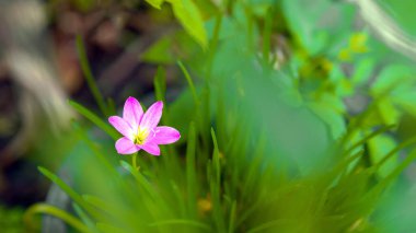 Peri zambağı, Yağmur Zambağı, Zephyr Çiçeği bulanık tabiatı olan bir saksının içindeki pembe çiçeklerdir..
