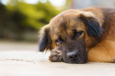 Kavganın yol açtığı köpeğin gözündeki iltihaplanma..