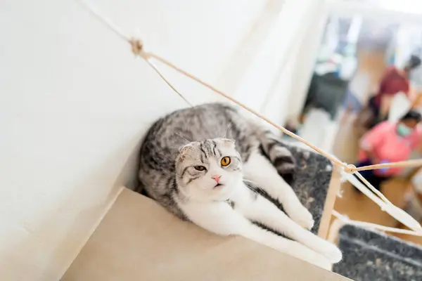 A Scottish fold cat lounges on a cat condo in a cat cafe.