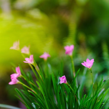 Peri zambağı, Yağmur Zambağı, Zephyr Çiçeği bulanık tabiatı olan bir saksının içindeki pembe çiçeklerdir..