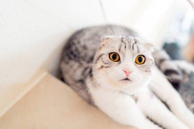 Bir İskoç kedisi kedi kafesindeki bir kedi evine uzanır..