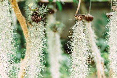 İspanyol yosunu (Tillandsia usneoides) uğurlu bir süs bitkisidir ve havayı temizler. Toksin ve tozu emmeye yardımcı olur. Bakımı kolay. Pencere kenarlarına dikmek ve bahçeyi dekore etmek için uygun..