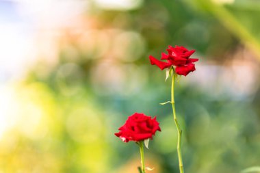 Fotokopi alanı ile bulanık doğa arkaplanı üzerinde kırmızı gül.